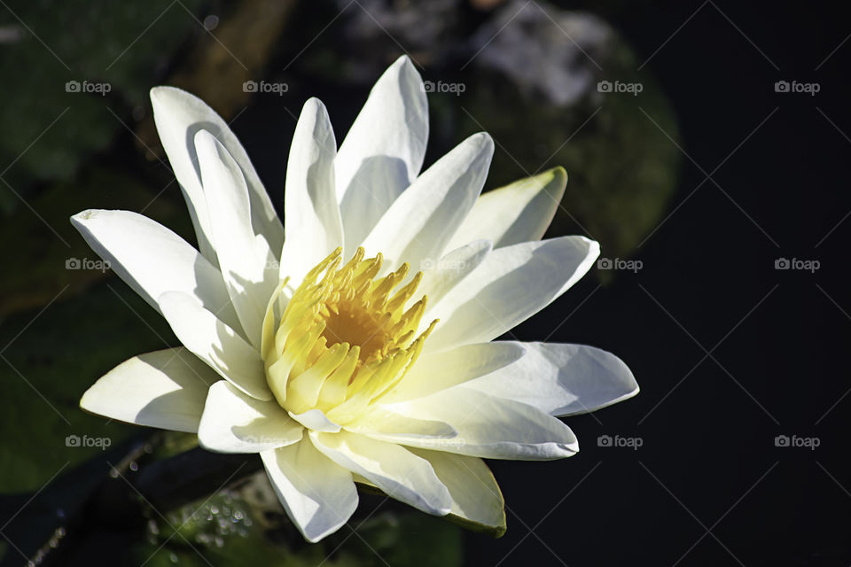 The beauty of the White Lotus Bloom in ponds