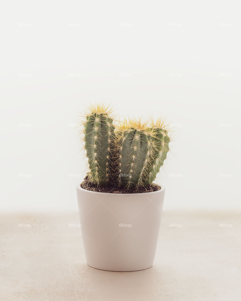 Vertical flower composition with cactus in a round white pot on a light plain background with copy space. Hobbies growing home plants. Home gardening