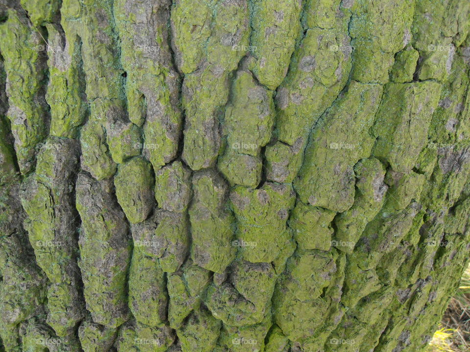 Tree Bark