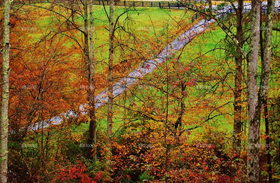 Fall colors along a driveway