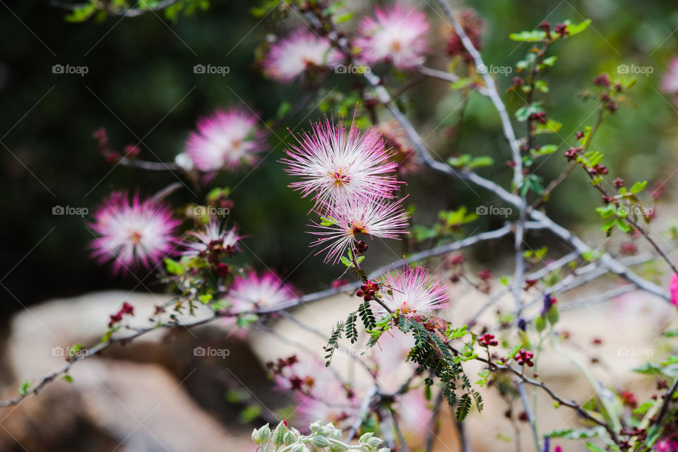 Nature, Flower, Leaf, No Person, Summer