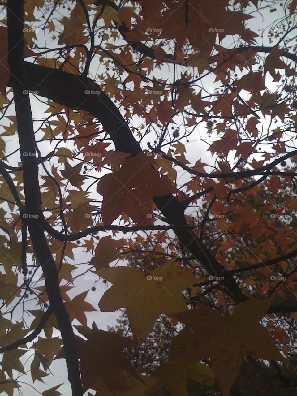 Fall, Tree, Leaf, No Person, Branch