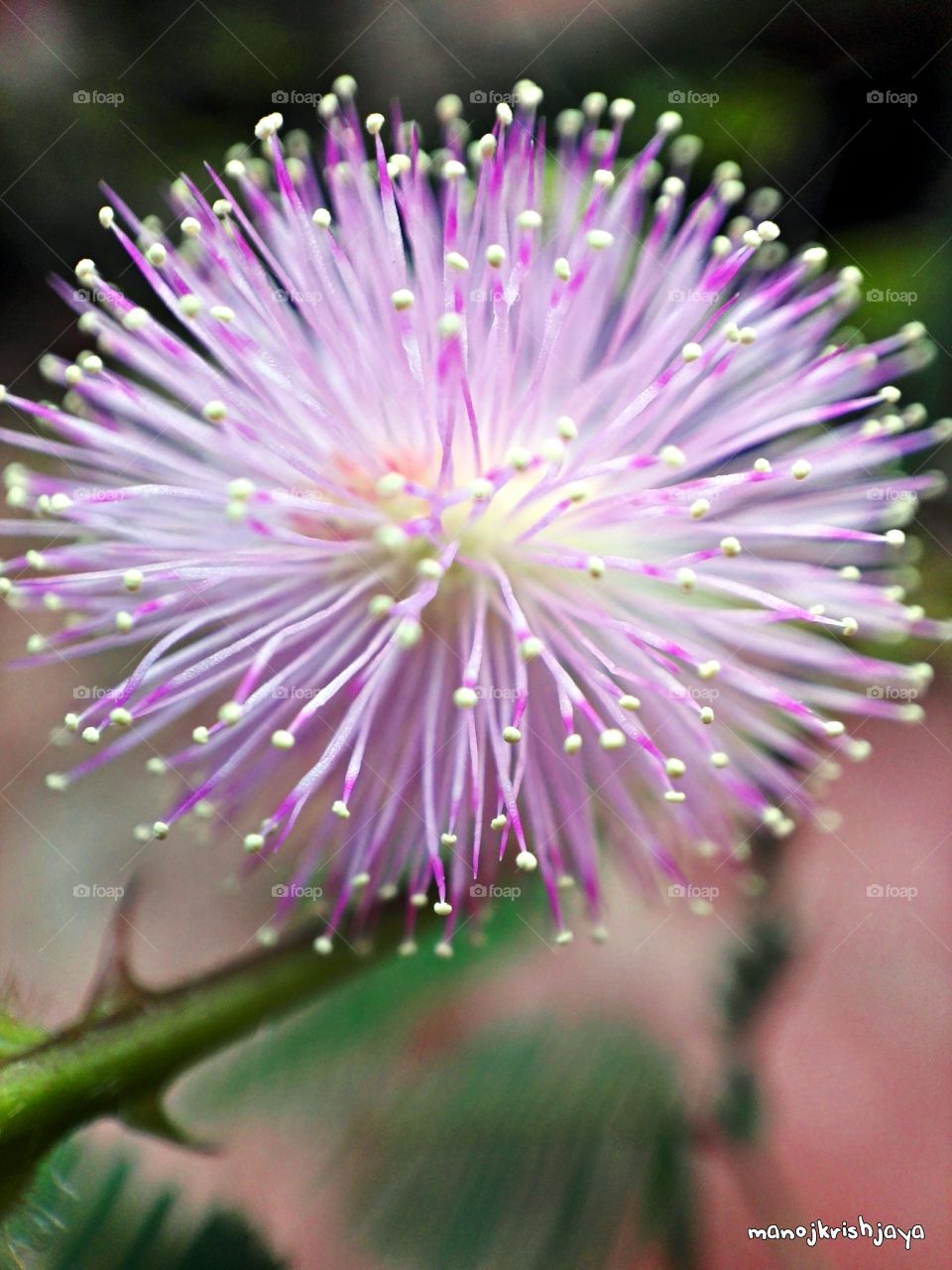 Flower of sensitive plant