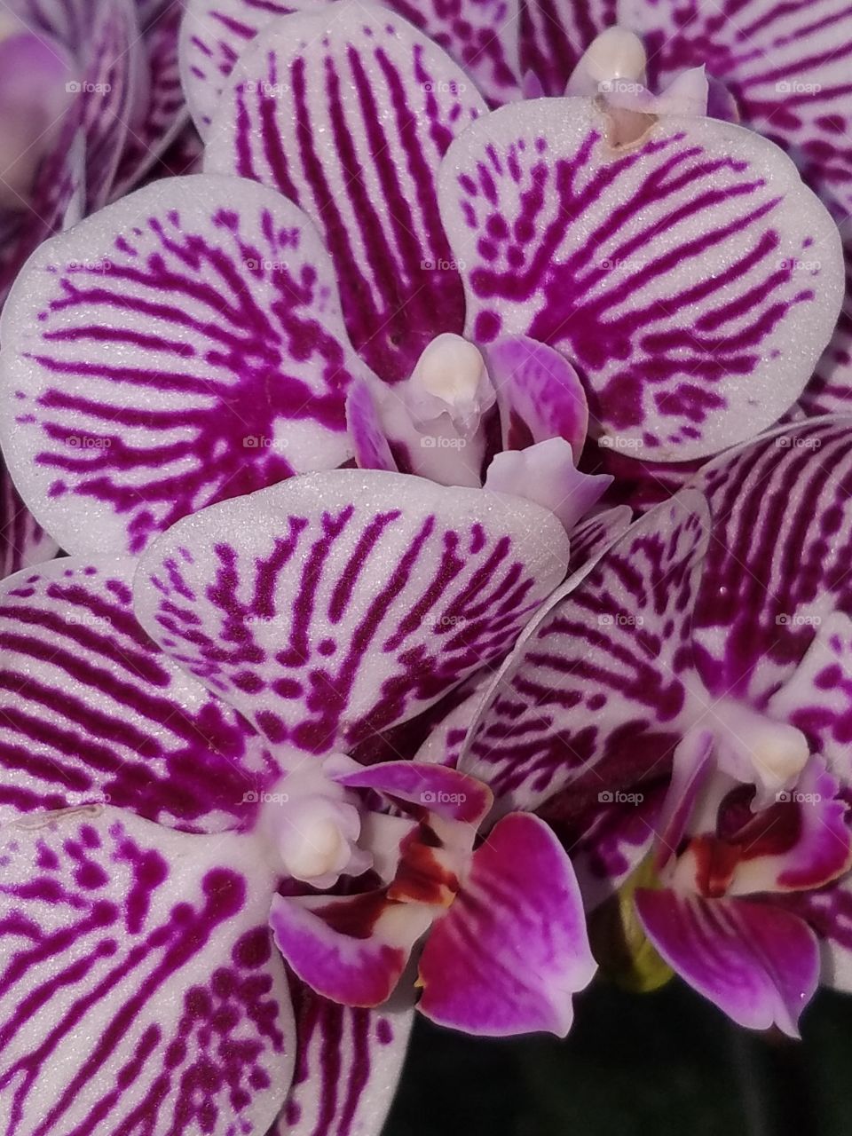 purple orchids