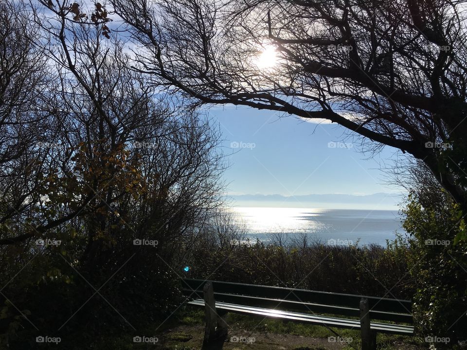 Over view of tree against sea