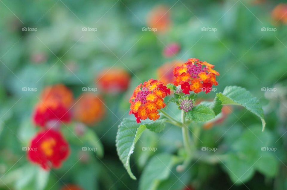 Fiery Flowers