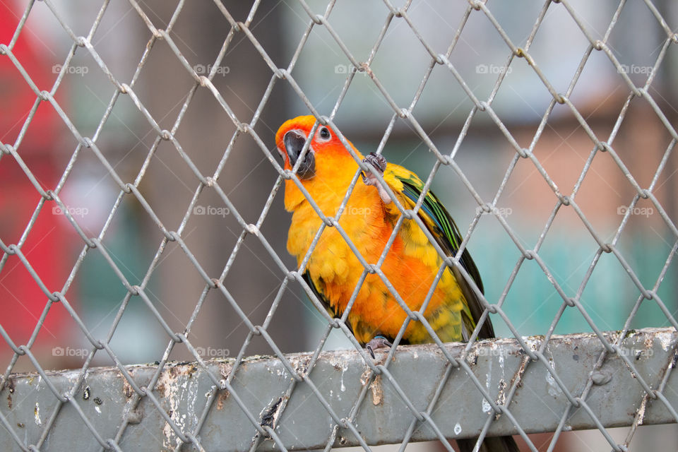 Bird in the cage