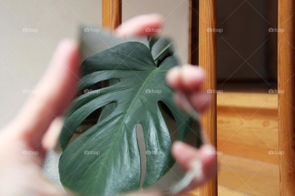 Reflection of a monstera leaf in a broken mirror in a hand