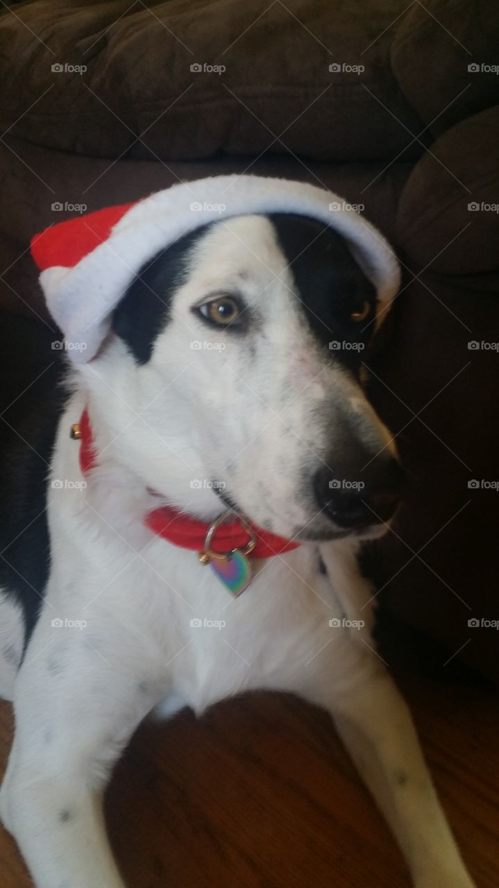 Christmas Dog