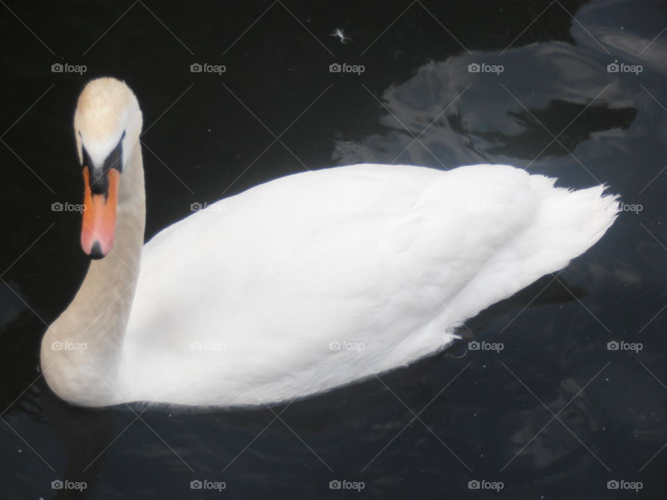 Swan Close Up