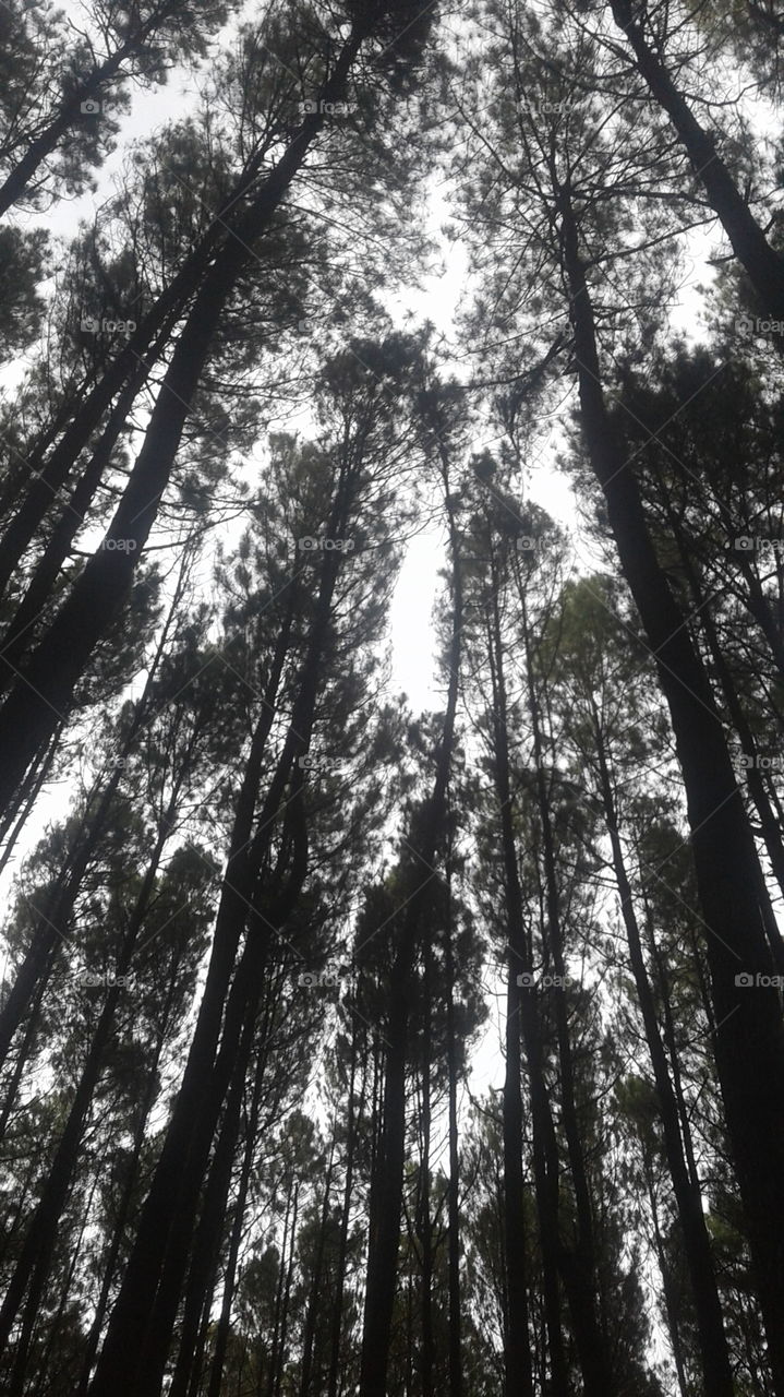 pine forests