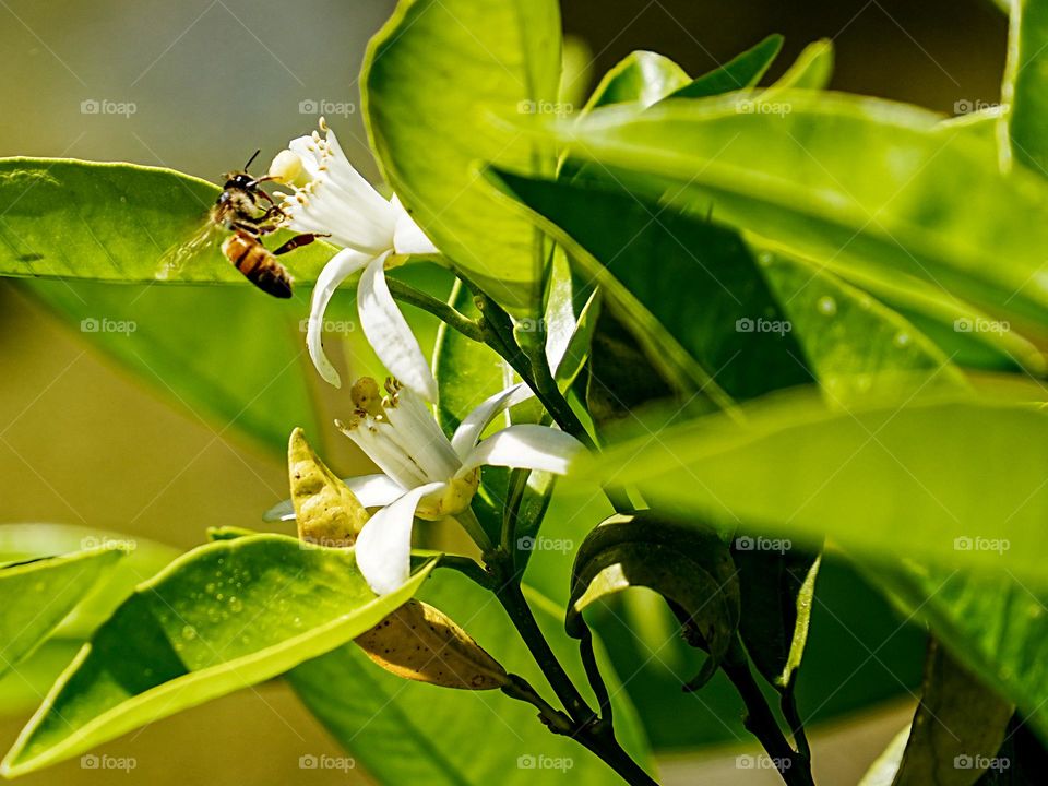A bee navigates a orange blossom searching for food