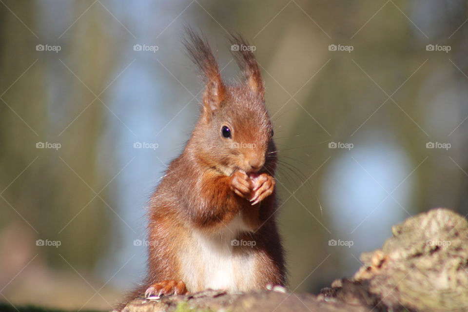 Squirrel in the wind