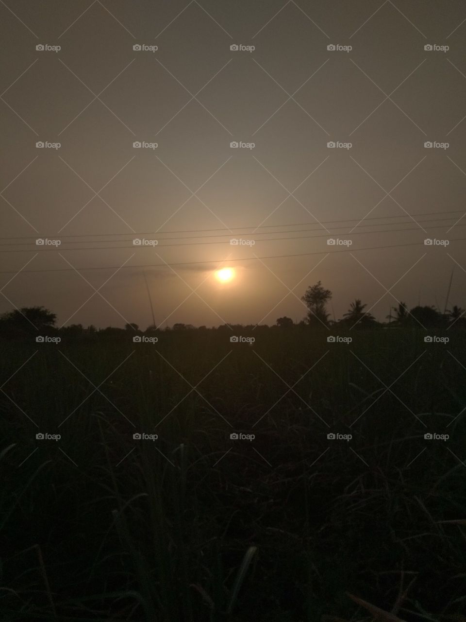 photo taken while ⛅ sunset......
At my own farm...
beautiful location..