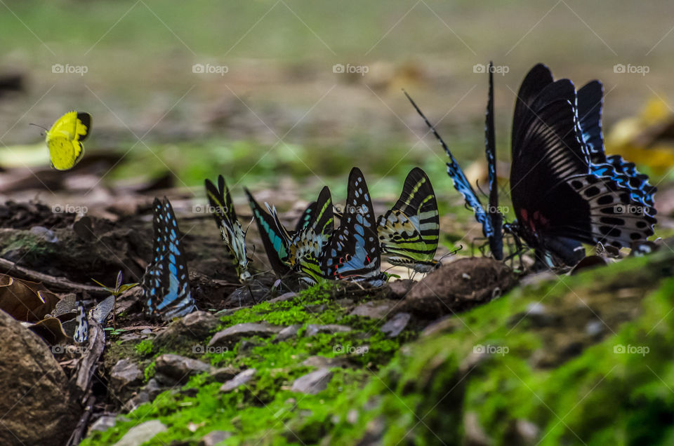 colourful butterflies