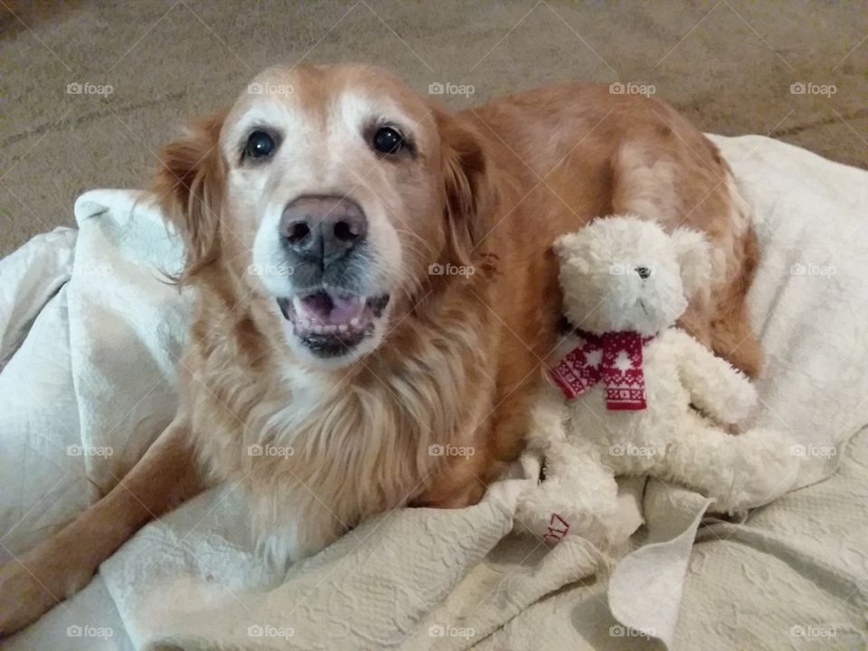 Precious dog Lady posing with her toy