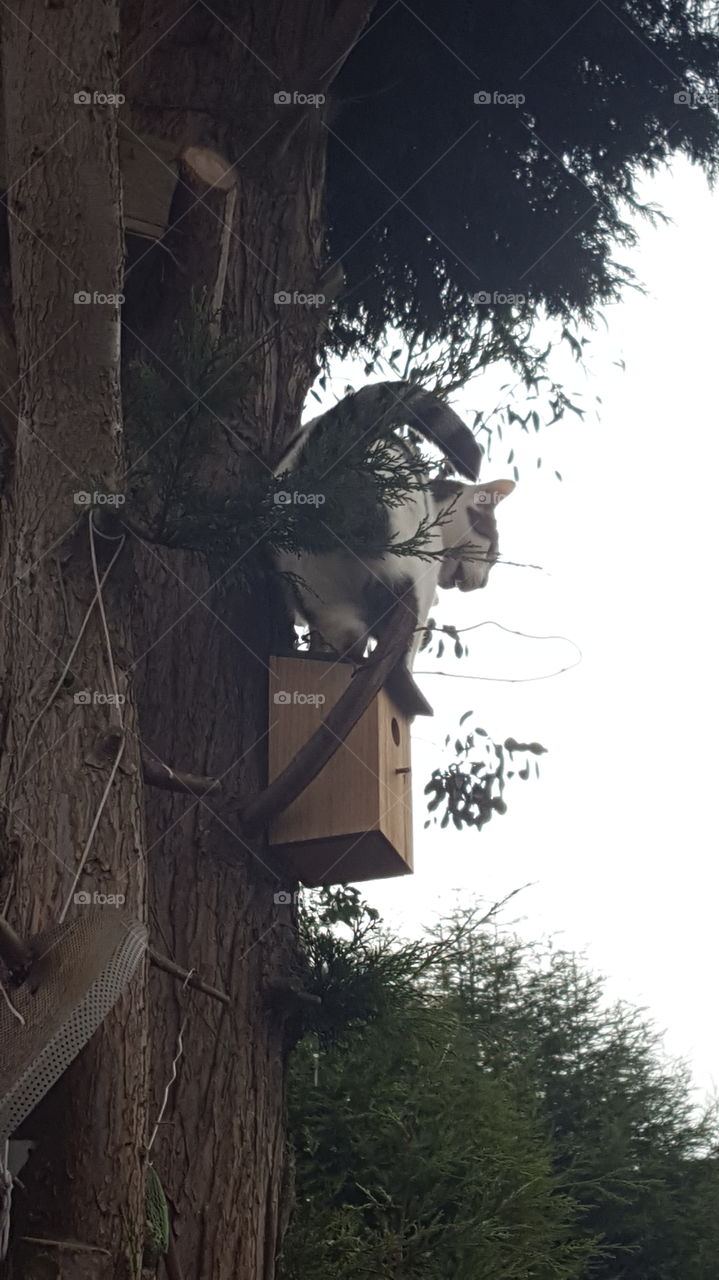 cat on bird box