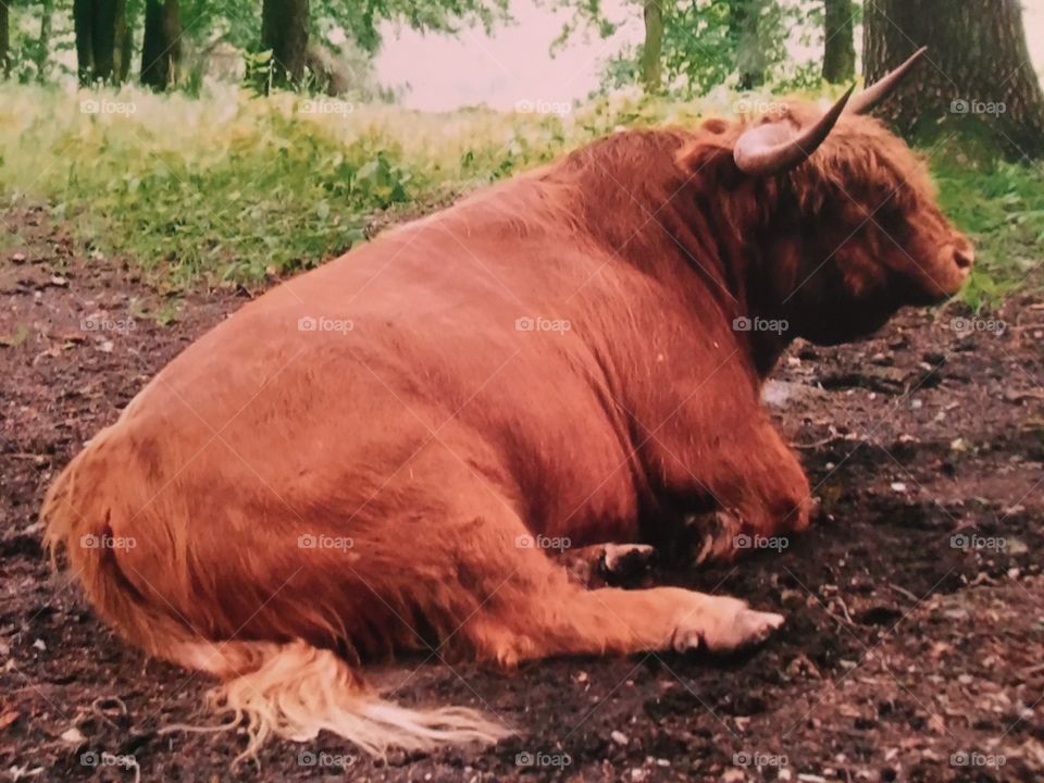 Fuzzy cow in Germany