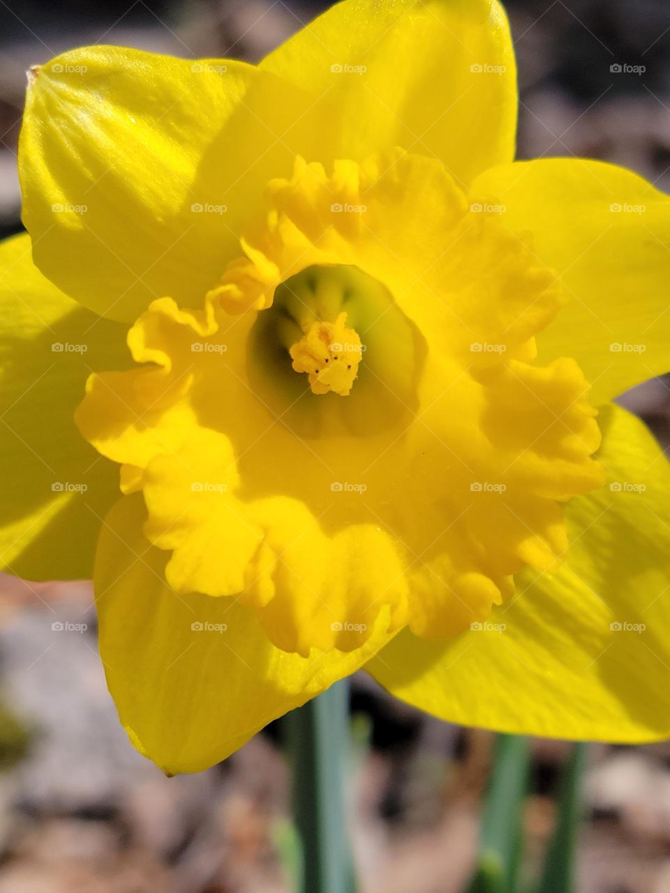 Beautiful yellow Daffodil