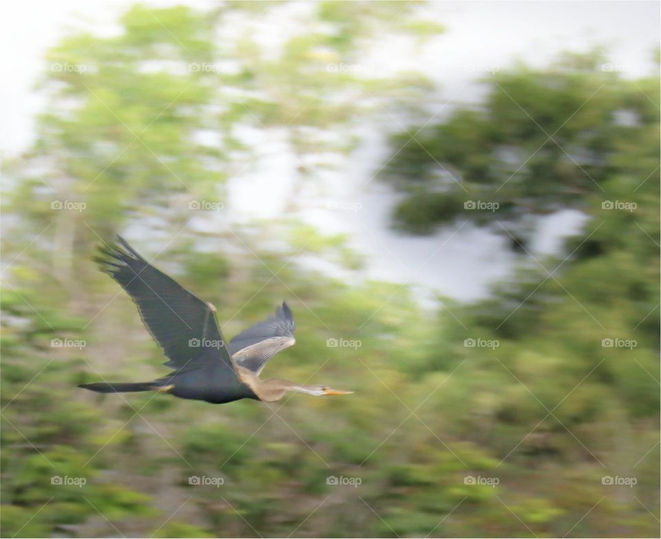 purple heron - challenge my self for flight photography.