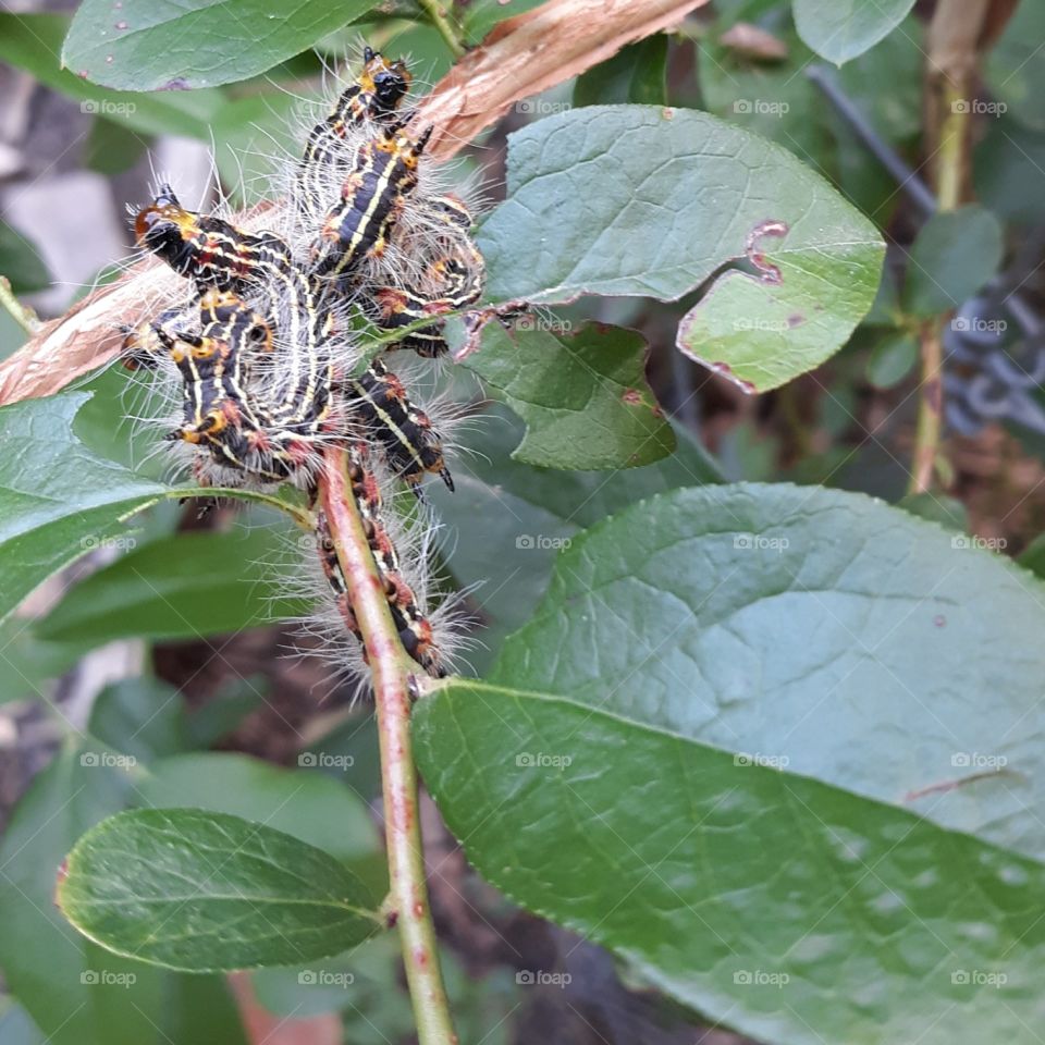 Caterpillars eating leaves off my blueberry plants