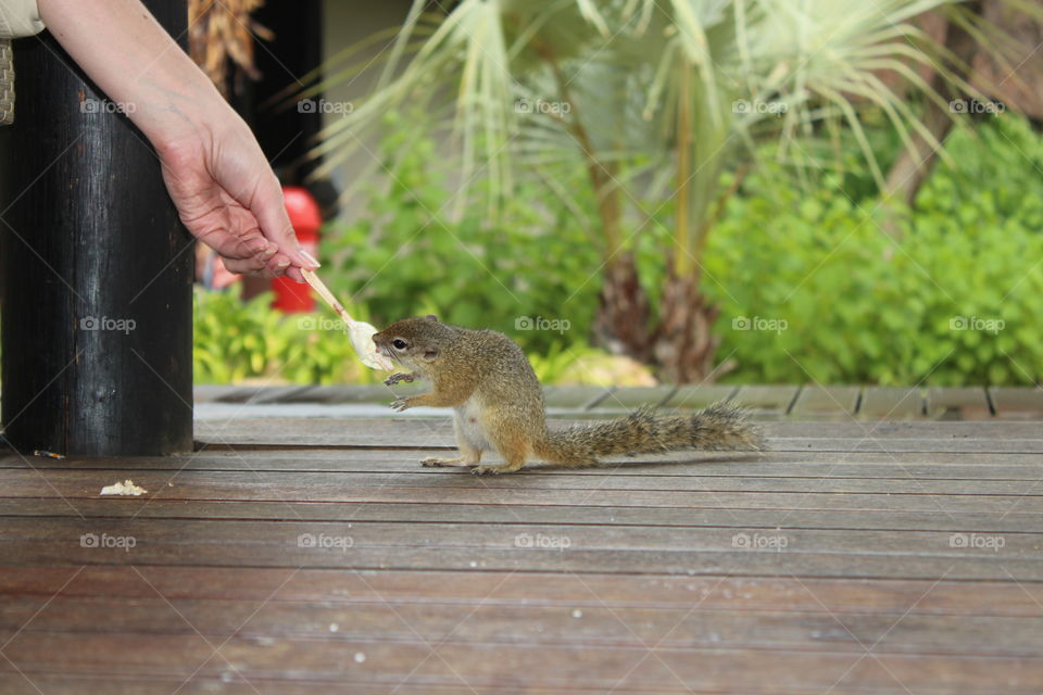 feeding a squirrel. vacation in etosha lodge Namibia