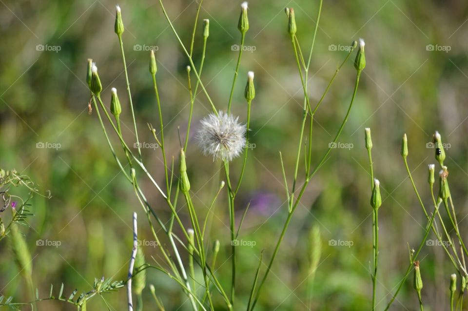 dandelion