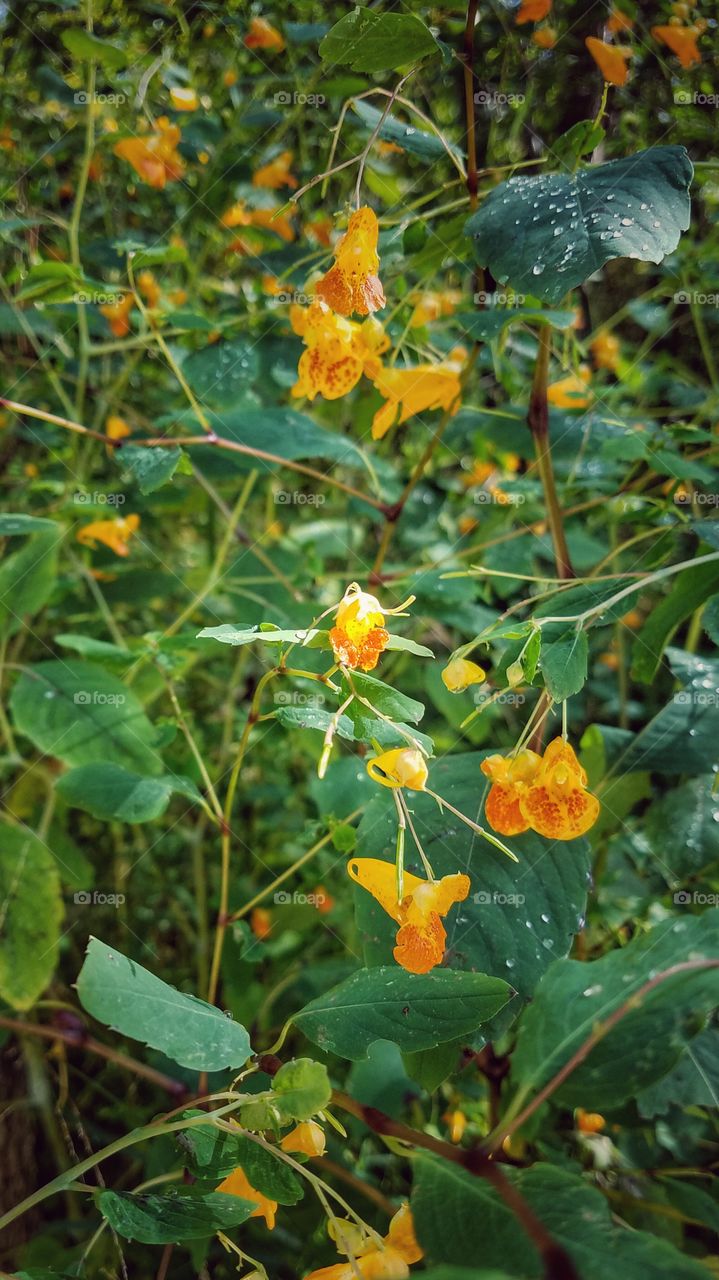 Wildflowers 