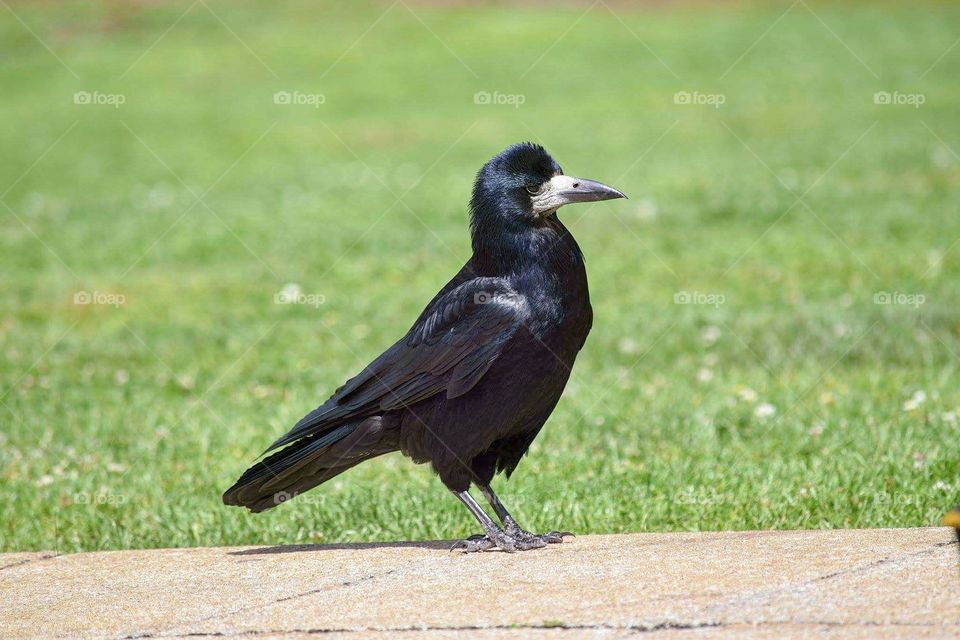 Rook in the sun