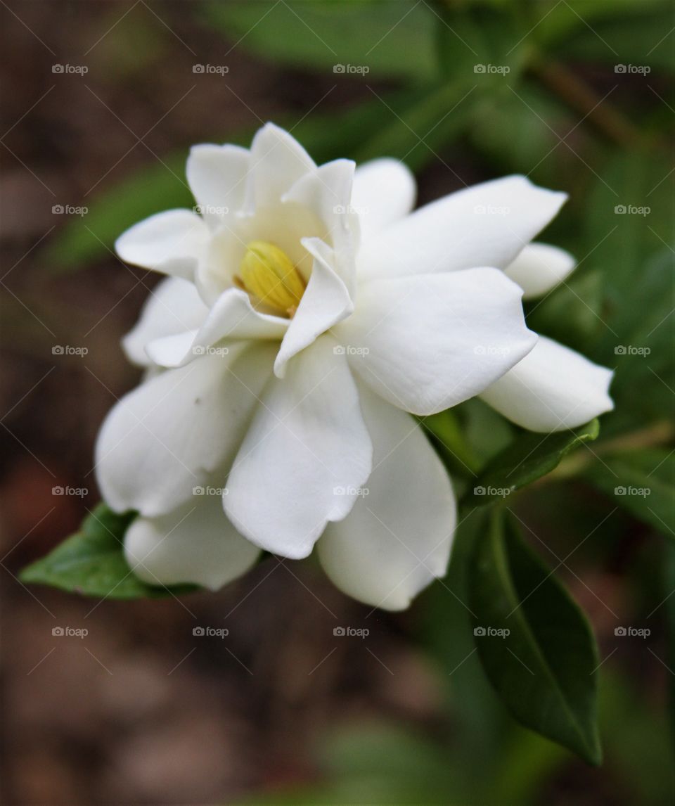 white flower