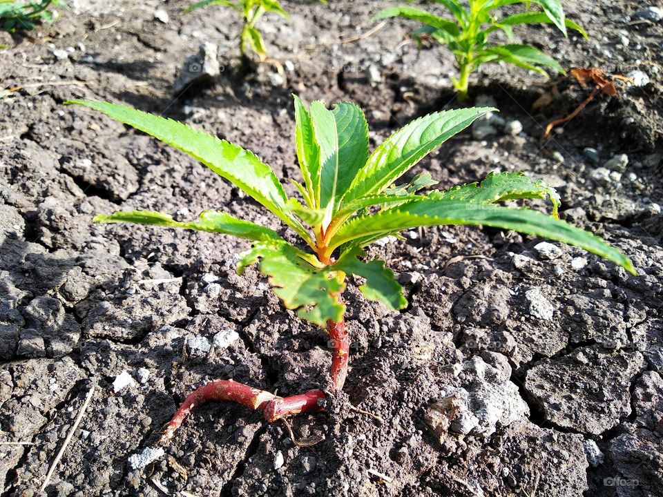 Weeds on dry land.