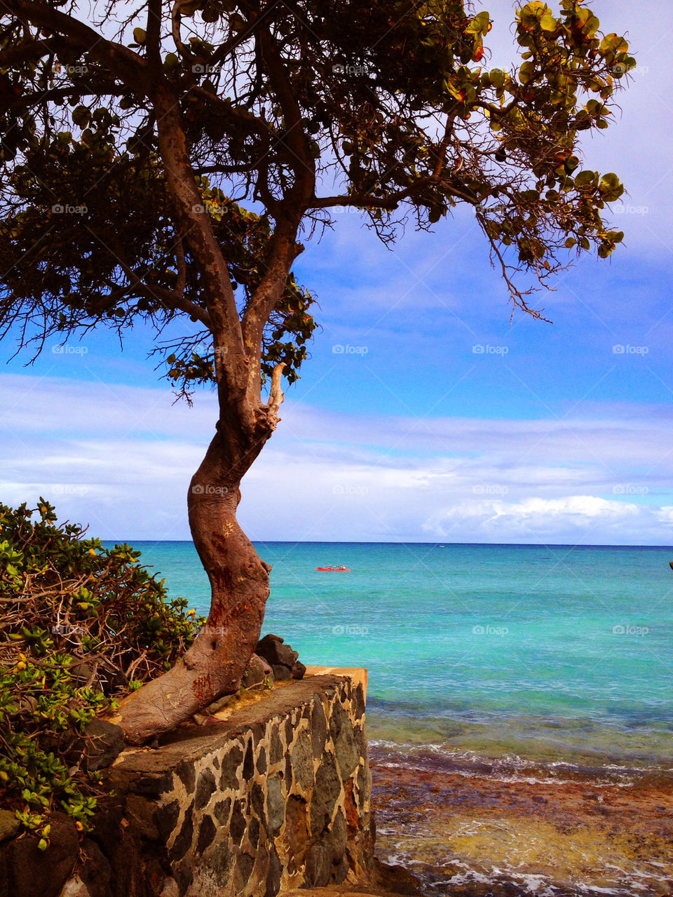 beach ocean nature tree by susanmcintire