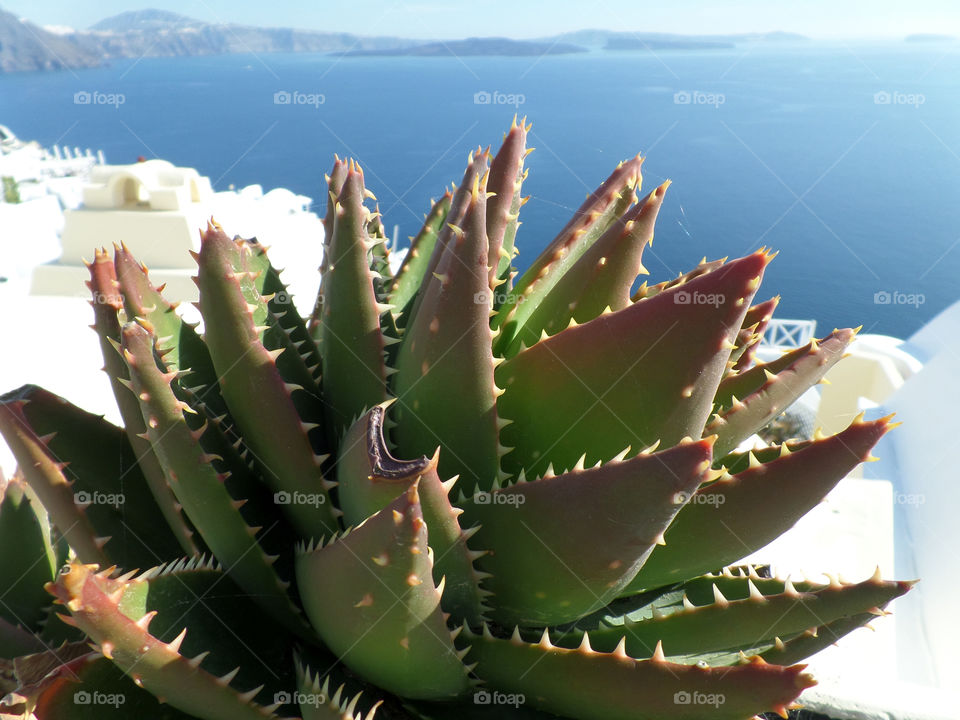 Green Aloevera against Blue Aegean Sea at Santorini Island, Greece