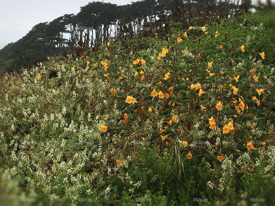 Wild flowers 