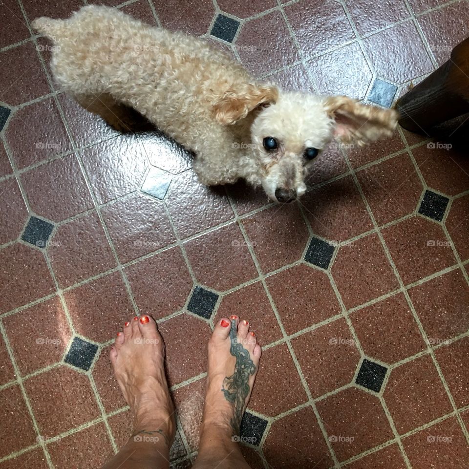 My dog & my feet as seen by me when I give him his pill in a treat. It Works!🐾😄