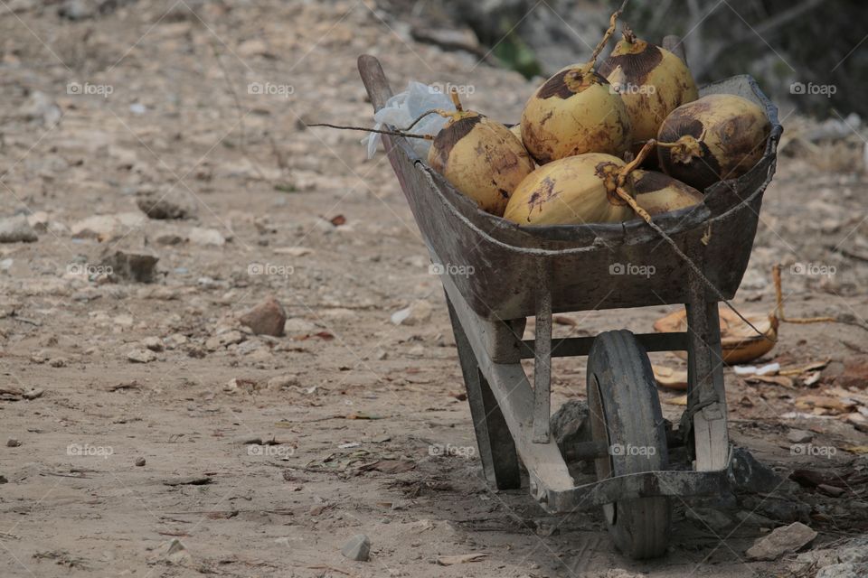 Coconuts in wheelbarrow,Guantanamo,Cuba