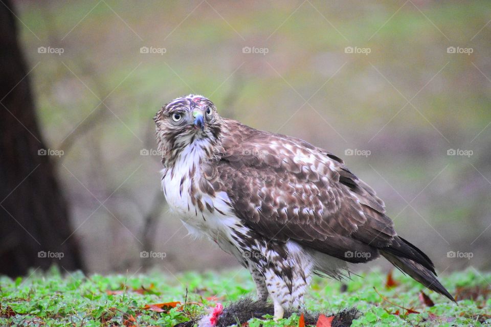Hawk Vs Prey 