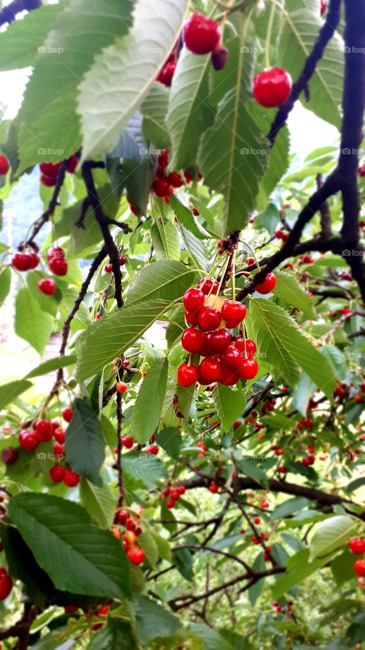 Many will say that these are cherries, but in our end we call them "hrušč".Still, it is just one of many varieties of cherries.
