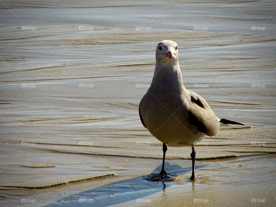 A seagull at the beach on a sunny day