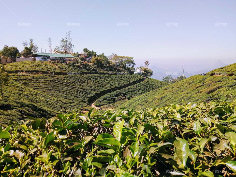 tea garden