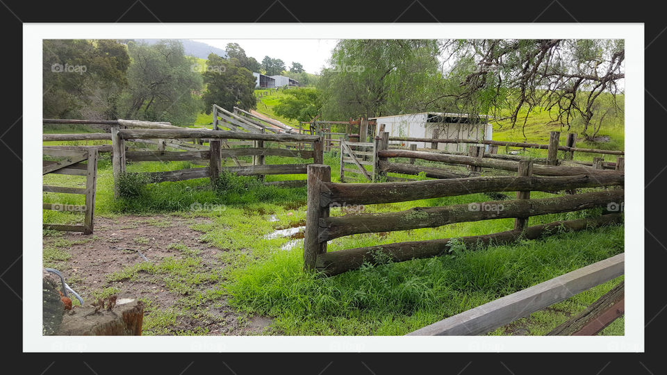 Cattle yards - Hunter Valley NSW