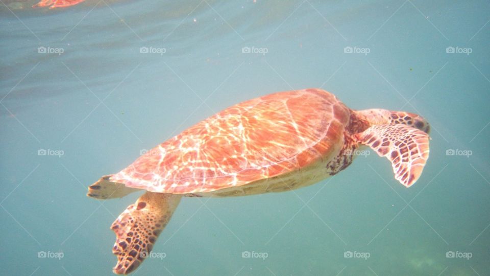 Sea Turtle, Riviera Maya, Mexico