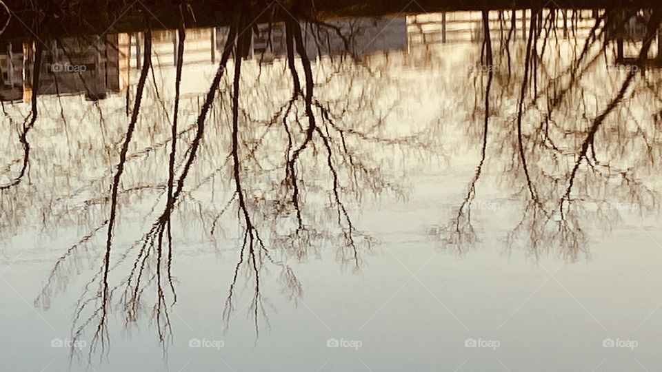 The wonders of taking Pictures on a completely Slick Lake Waters. absolutely Gorgeous Reflective Picture. Every tiny swig of every branch Silhouetted in this picture. So Peaceful to be able to sit and Picture this Scenery.