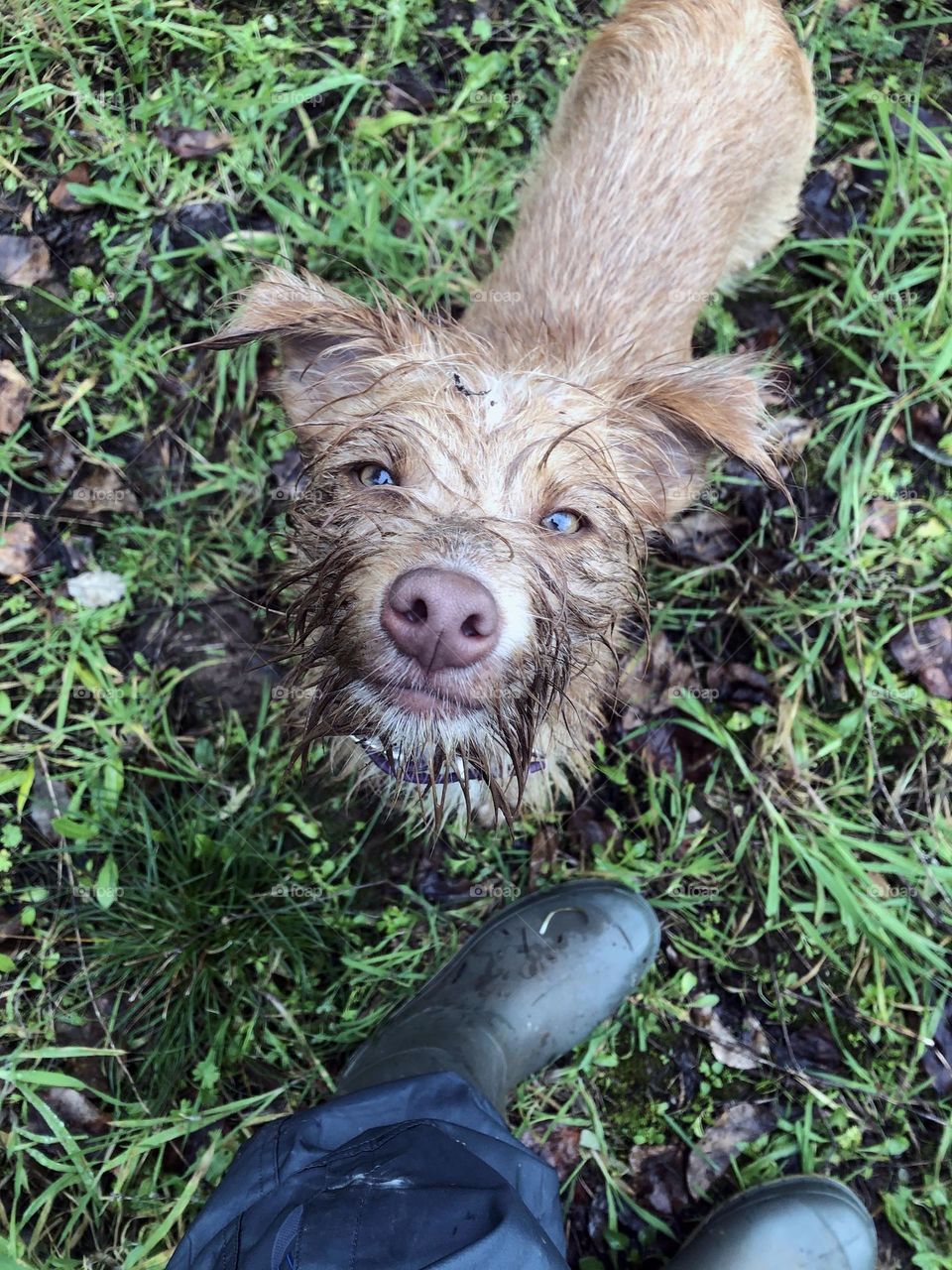 Muddy walks - a very mucky pup looks up at her Wellington boot clad owner