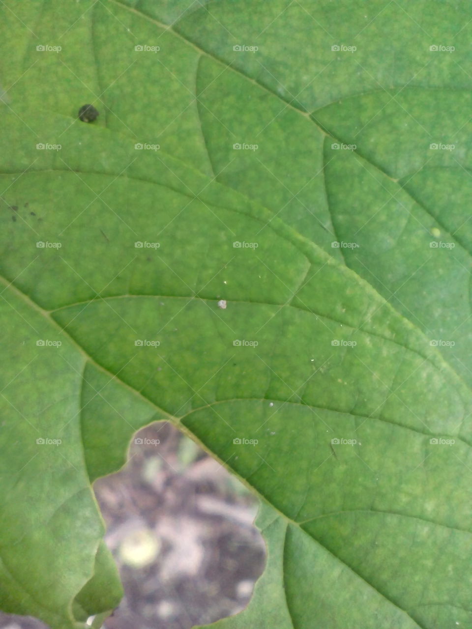 leaf foap!!!