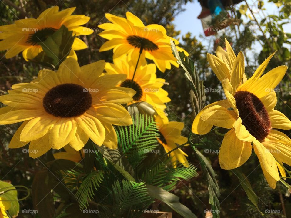 Sunflower in a green garden