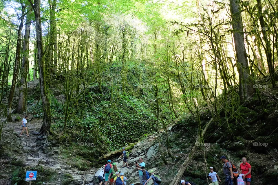 Forest