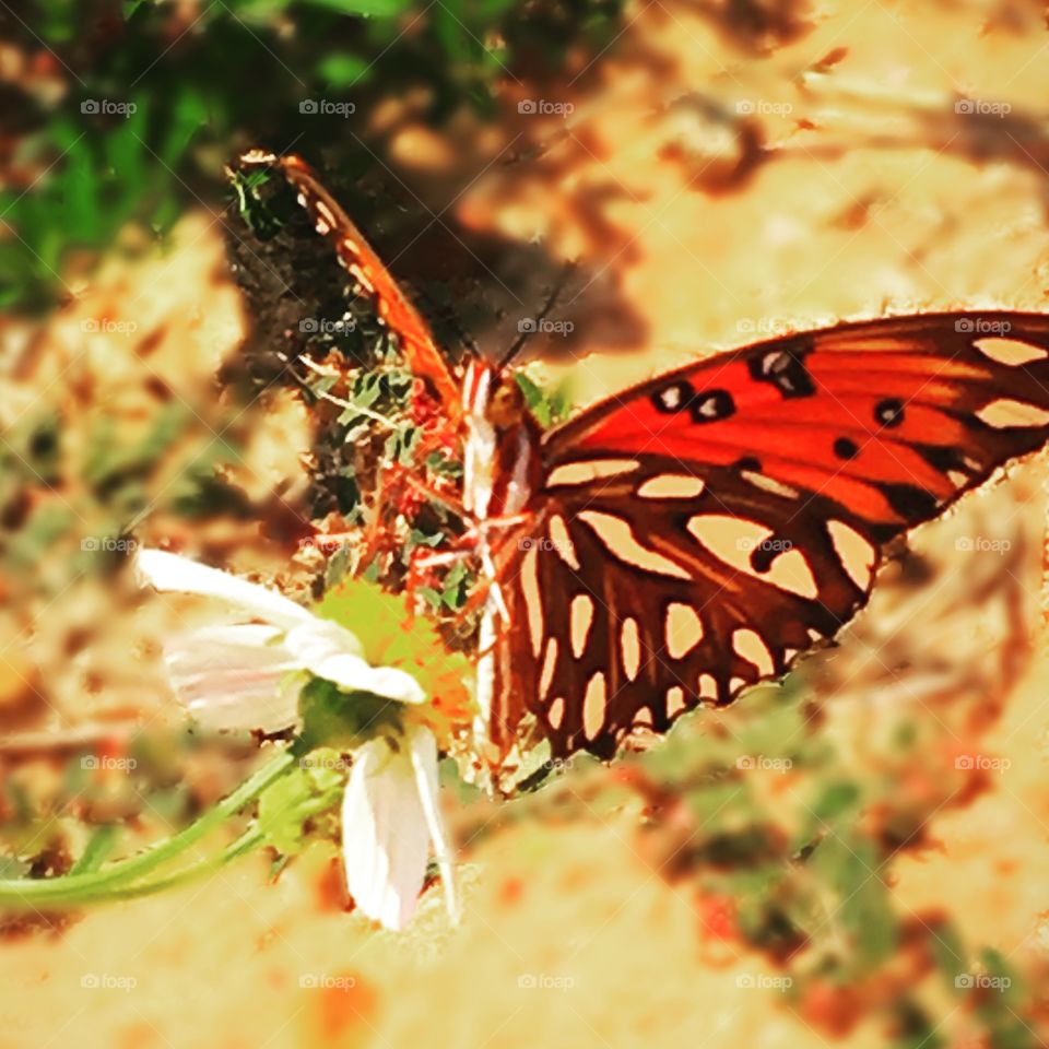 Butterfly 