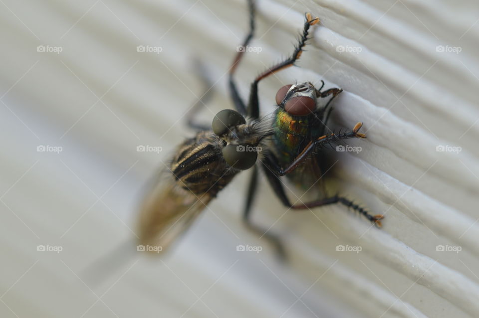 A larger fly eating a house fly