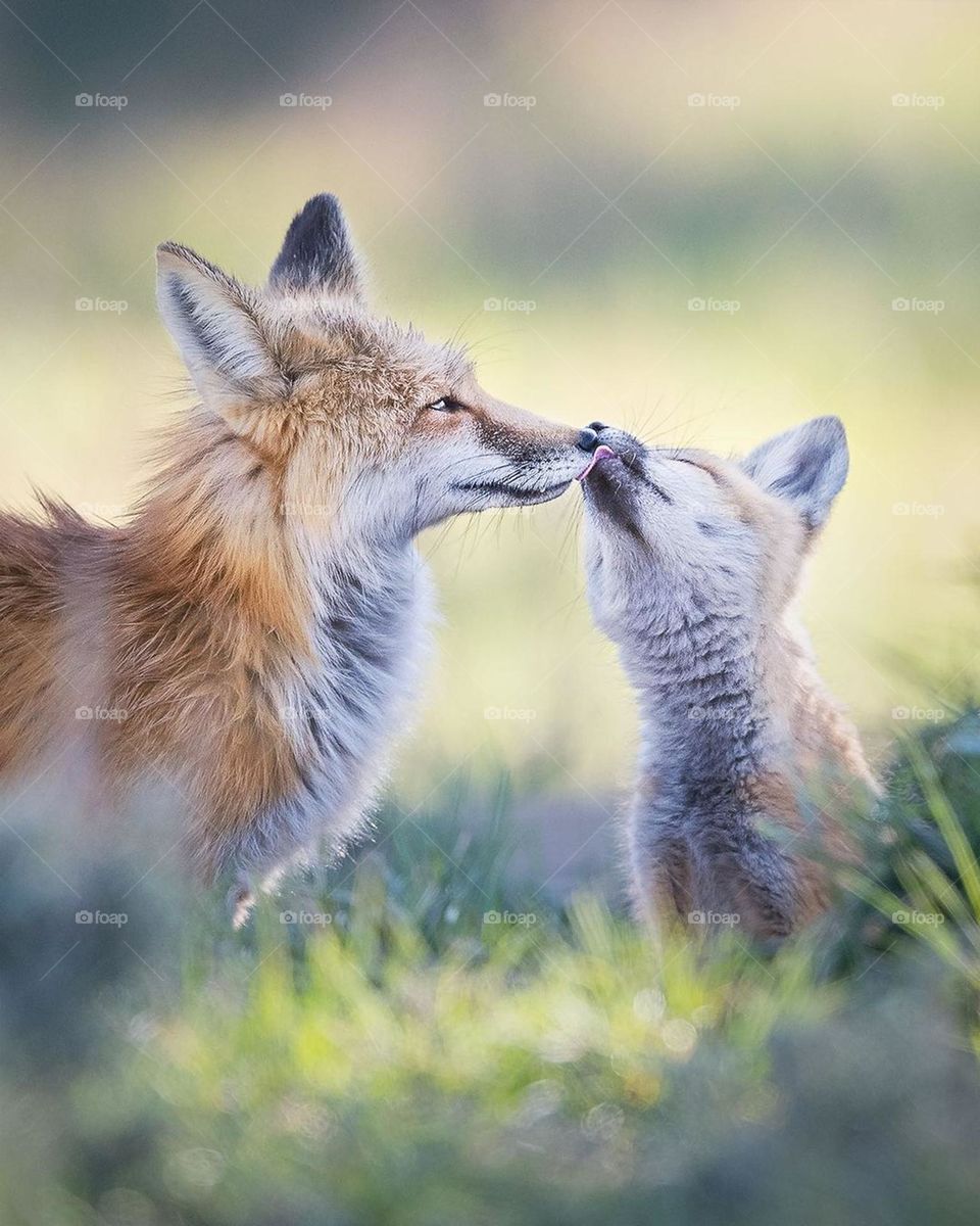 fox and fox baby